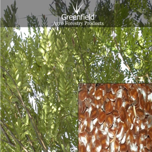 Cassia sammia tree seeds ( cassia sammia)